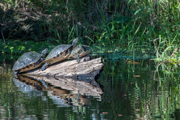 Poster - USA, Florida, Orange City, St. Johns River, Blue Spring State Park, turtles.