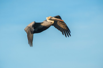 Canvas Print - USA, Florida, New Smyrna Beach, Brown Pelican in flight.