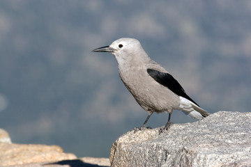 Sticker - North America - USA - Colorado - Rocky Mountain National Park. Clark's Nutcracker - nucifraga columbiana.