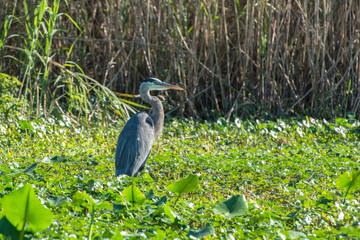 Wall Mural - USA, Florida, Orange City, St. Johns River, Blue Spring State Park, Great Blue Heron.