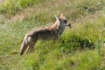 Poster - North America - USA - Colorado - Rocky Mountain National Park. Coyote - Canis latrans.