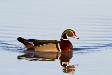 Sticker - Wood Duck (Aix sponsa) male in wetland, Marion, Illinois, USA.