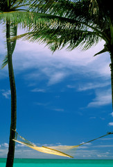 Wall Mural - USA, Hawaii. Hammock and palm trees