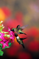 Poster - Ruby-throated Hummingbirds (Archilochus colubris) males at Hummingbird Rose Pink Nicotiana (Nicotiana alata), Illinois