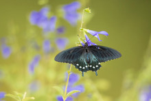 Pipevine Swallowtail (Battus Philenor) On Blue Ensign Salvia (Salvia Guaranitica) Marion County, Illinois