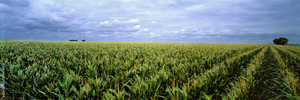 USA, Kansas, Cheyenne County. Cornfields stretch as far as the eye can see in Cheyenne County, Kansas. - obrazy, fototapety, plakaty 