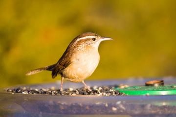 Wall Mural - Carolina Wren (Thryothorus ludovicianus) at tray bird feeder, Marion, Illinois, USA.