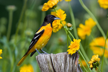 Wall Mural - Baltimore Oriole (Icterus galbula) female on post near Lance-leaved Coreopsis (Coreopsis lanceolata). Marion, Illinois, USA.