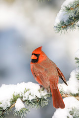 Canvas Print - Northern Cardinal (Cardinalis cardinalis) male on Blue Atlas Cedar (Cedrus atlantica 'Glauca') in winter, Marion, Illinois, USA.