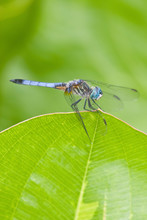 Blue Dasher (Pachydiplax Longipennis) Male In Wetland, Marion, Illinois, USA.