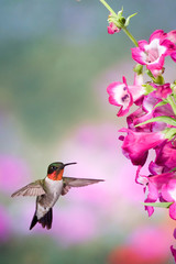 Sticker - Ruby-throated Hummingbird (Archilochus colubris) male at Phoenix Magenta Penstemon (Penstemon hybrid). Marion, Illinois, USA.