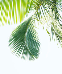 Wall Mural - palm tree isolated on white background