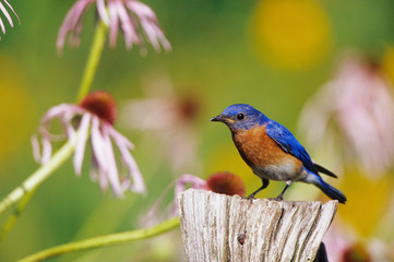 Poster - Eastern Bluebird (Sialia sialis) male on fence post in flower garden, Marion County, Illinois