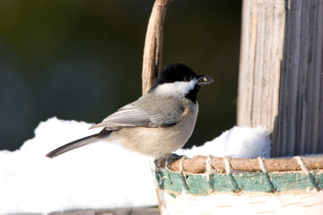 Wall Mural - Carolina Chickadee (Poecile carolinensis) eating sunflower seed from basket Marion, Illinois, USA.