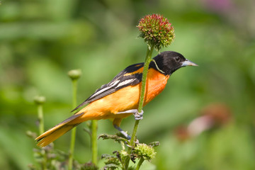 Sticker - Baltimore Oriole (Icterus galbula) male on Purple Conflower (Echinacea purpurea) in flower garden Marion, Illinois, USA.