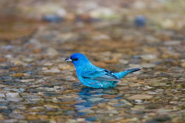 Sticker - Indigo Bunting (Passerina cyanea) male bathing, Marion, Illinois, USA.