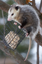 USA, Carmel, Indiana. An Opossum Raids A Suet Feeder.