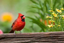 Northern Cardinal (Cardinalis Cardinalis) Male On Fence Near Flower Garden, Marion, Illinois, USA.