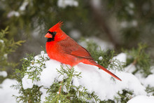 Northern Cardinal (Cardinalis Cardinalis) Male In Juniper Tree (Juniperus Keteleeri) In Winter Marion, Illinois, USA.