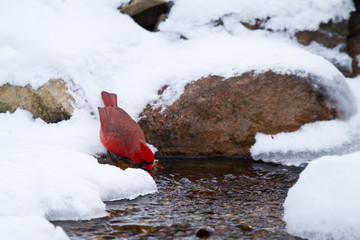 Sticker - Northern Cardinal (Cardinalis cardinalis) male drinking in winter, Marion, Illinois, USA.