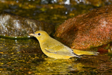 Sticker - Summer Tanager (Piranga rubra) female bathing, Marion, Illinois, USA.