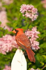 Poster - Northern Cardinal (Cardinalis cardinalis) male on picket fence near Lilac bush, Marion, Illinois, USA.