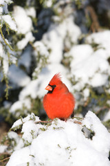 Canvas Print - Northern Cardinal (Cardinalis cardinalis) male on Keteleeri Juniper (Juniperus keteleeri) in winter, Marion, Illinois, USA.