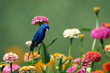 Poster - Indigo Bunting (Passerina cyanea) male on Zinnias in garden Marion County, Illinois