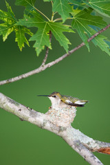 Sticker - Ruby-throated Hummingbird (Archilochus colubris) female brooding nestling, Marion, Illinois, USA.