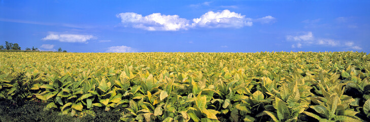 Poster - USA, Kentucky, Lexington area. Tobacco farming is one of common industries in the Lexington area of Kentucky.