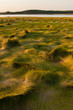 © Jerry & Marcy Monkman/Danita Delimont - Grass in a tidal marsh along the Great Island Trail and Wellfleet Bay in Cape Cod National Seashore, Wellfleet, Massachusetts.