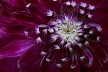 USA, Maine, Harpswell. Purple Dahlia Detail. Credit As: Kathleen Clemons / Jaynes Gallery / DanitaDelimont.com