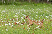 USA, Minnesota, Sandstone, Minnesota Wildlife Connection. White-tailed Deer Fawn In Meadow.