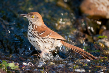 Sticker - Brown Thrasher (Toxostoma rufum) bathing, Marion, Illinois, USA.