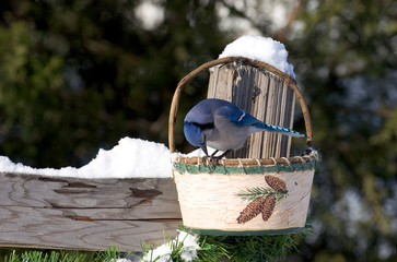 Sticker - Blue Jay (Cyanocitta cristata) eating sunflower seeds from basket in winter Marion, Illinois, USA.