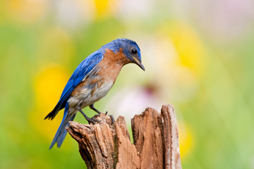 Poster - Eastern Bluebird (Sialia sialis) male on fence post in flower garden, Marion, Illinois, USA.