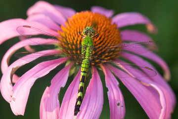 Poster - Eastern Pondhawk (Erythemis simplicicollis) female on Purple Coneflower (Echinacea purpurea) in prairie, Marion, Illinois, USA.