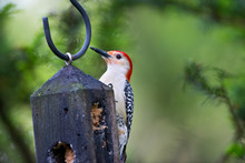 USA, Minnesota, Mendota Heights. Red-bellied Woodpecker On Feeder
