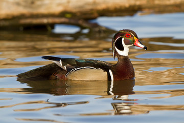 Sticker - Wood Duck (Aix sponsa) male in wetland, Marion, Illinois, USA.