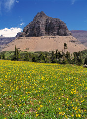 Sticker - USA, Montana, Glacier NP. Glacier Lilies fill the meadows near the Visitor's Center and Clements Mountain at Logan Pass, Glacier NP, Montana.