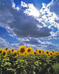 Sticker - USA, North Dakota, Cass Co. A sunflower brigade marches beneath a dramatic sky in Cass County, North Dakota.