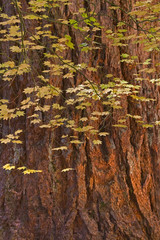 Wall Mural - USA, Oregon, Rogue River National Forest. Vine maple leaves hang next to old Douglas fir tree. 