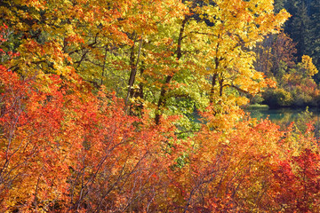 Poster - USA, Oregon, Willamette National Forest. Autumn-colored trees next to Clear Lake. 