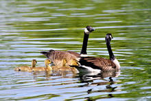 USA, Oregon, Dawson Creek Park. Canada Geese And Goslings On Pond. 