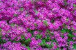 USA, Oregon, Portland, Crystal Springs Rhododendron Garden, Azalea in bloom.