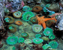 USA, Oregon, Nepture SP. An Orange Starfish Is Surrounded By Green Sea Anemone In A Tide Pool At Neptune State Park, Near Oregon's Cape Perpetua.