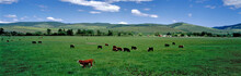 USA, Oregon, Prairie City. Cattle Graze On Spring Grass In A Pasture Near Prairie City In Eastern Oregon.