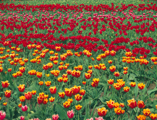 Sticker - USA, Oregon, Willamette Valley, Field of colorful tulips display spring bloom.