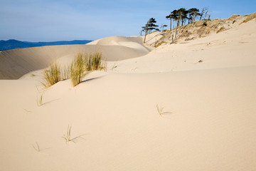 Canvas Print - OR, Oregon Coast, Oregon Dunes National Recreation Area, Sand Dunes