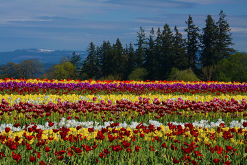 Sticker - Tulip Festival in Woodburn, Oregon, USA.